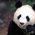 Pandamaster