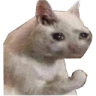 cat1