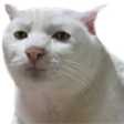 catSerious