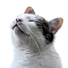 catgasm