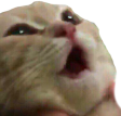 cat2